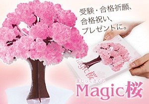 12時間で咲く不思議な桜　Magic桜